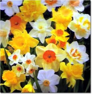 daffodils
